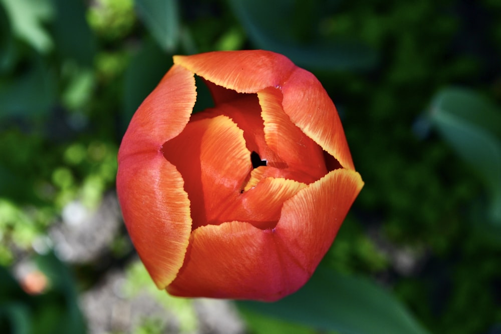 a close up of a flower