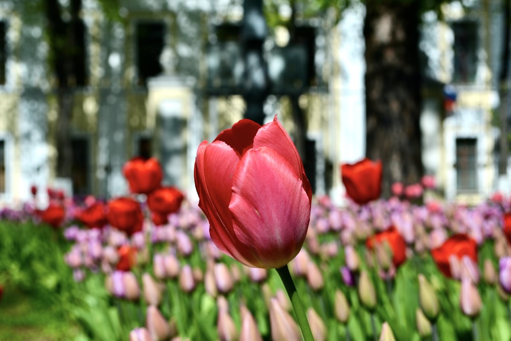 a close up of a flower