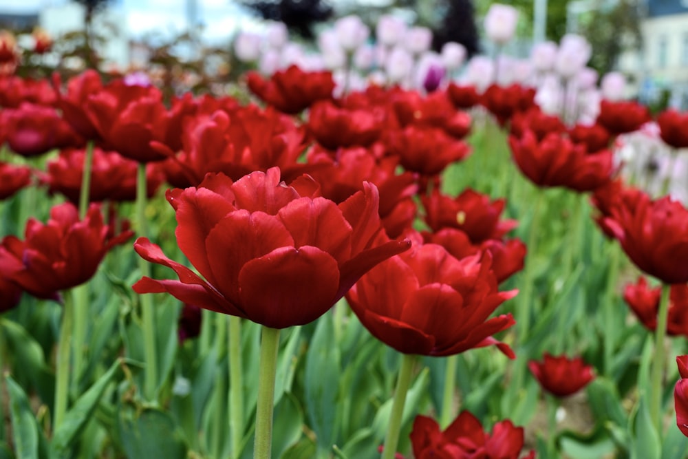 a field of red flowers