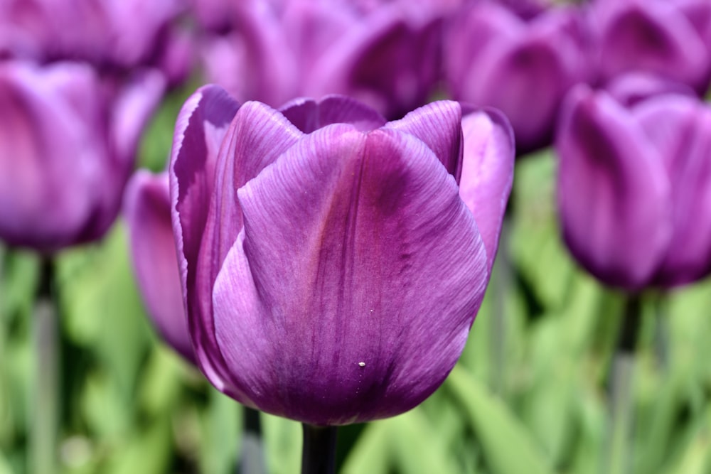 a close up of a purple flower