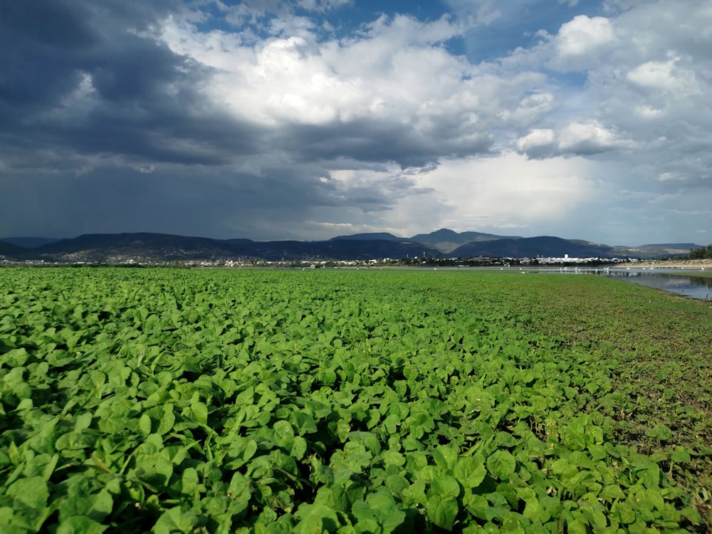 a large field of green plants