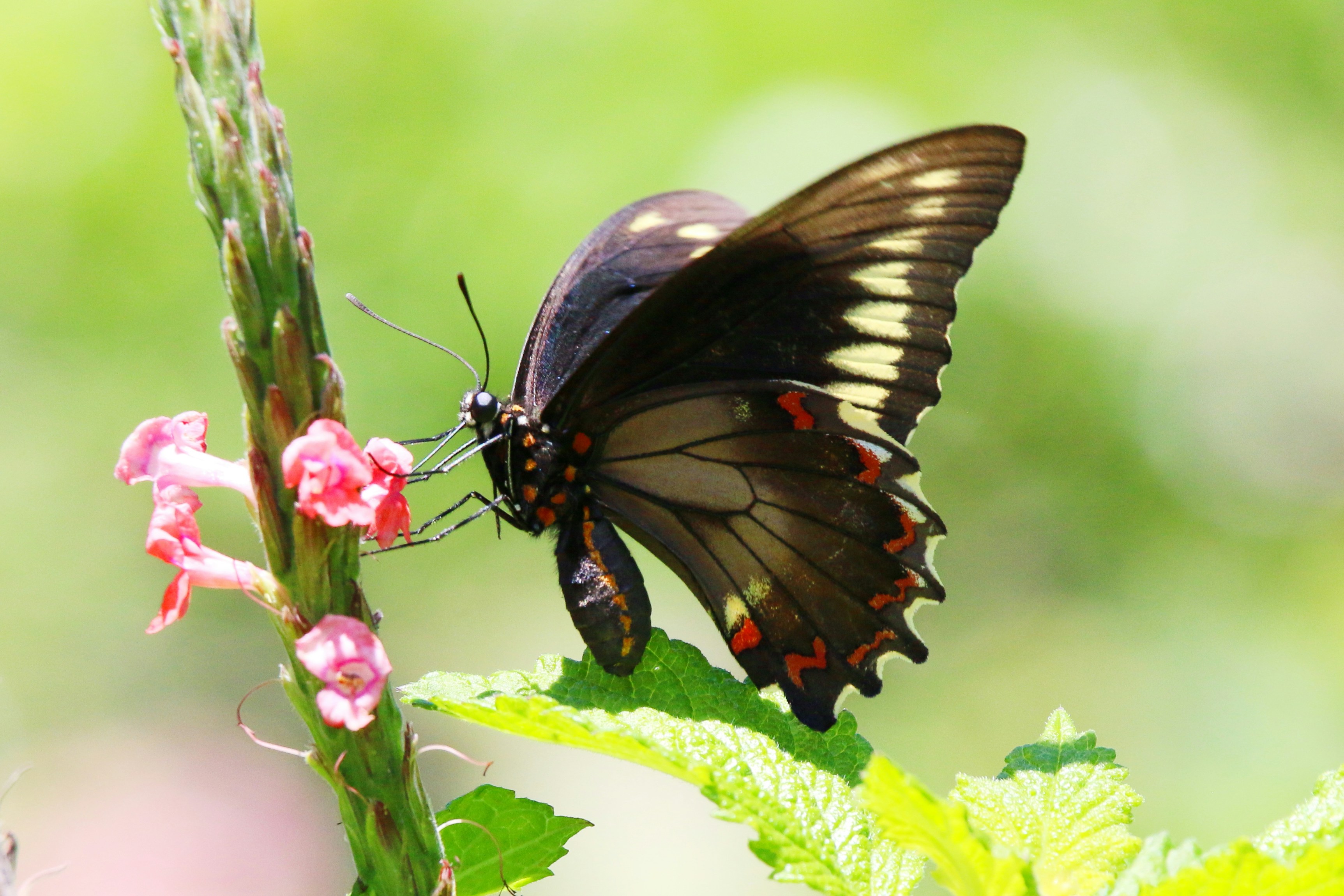 Photo by goldenplover31