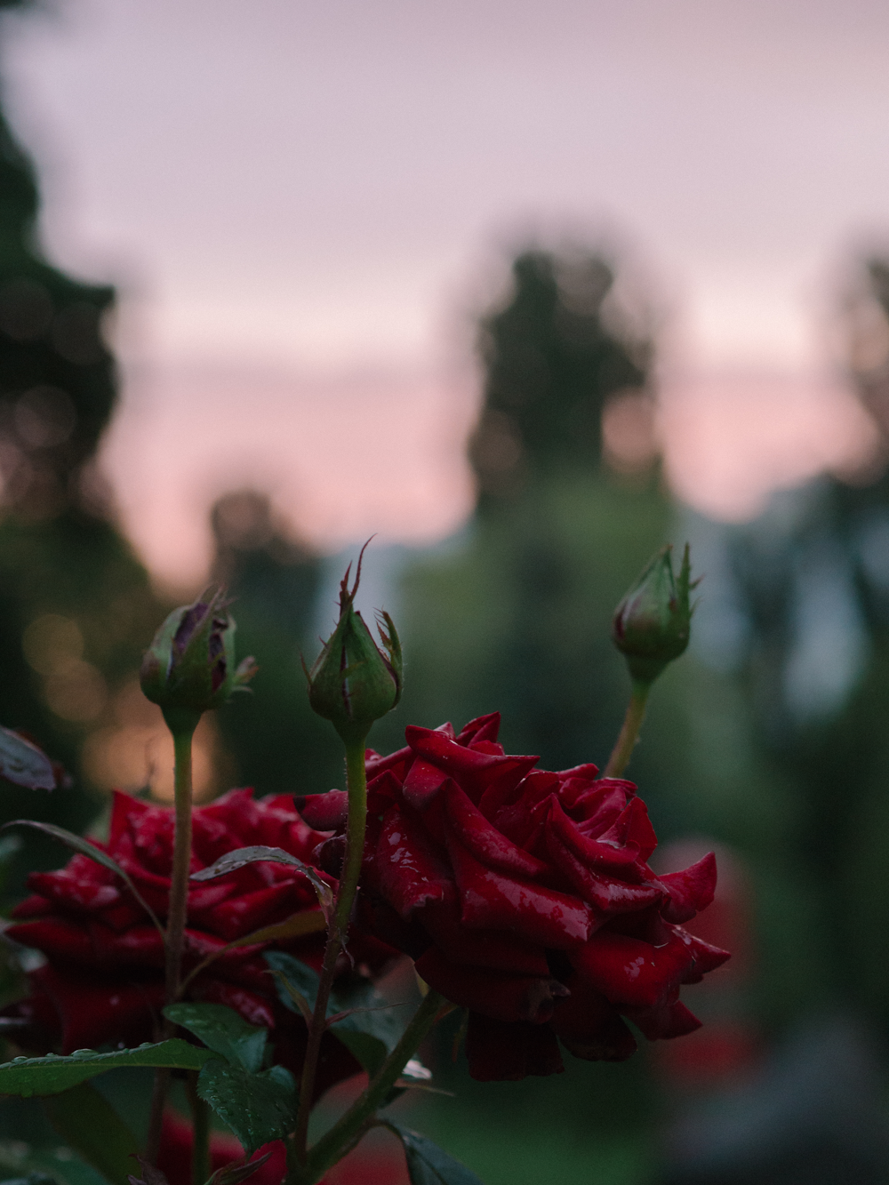 a close up of some flowers