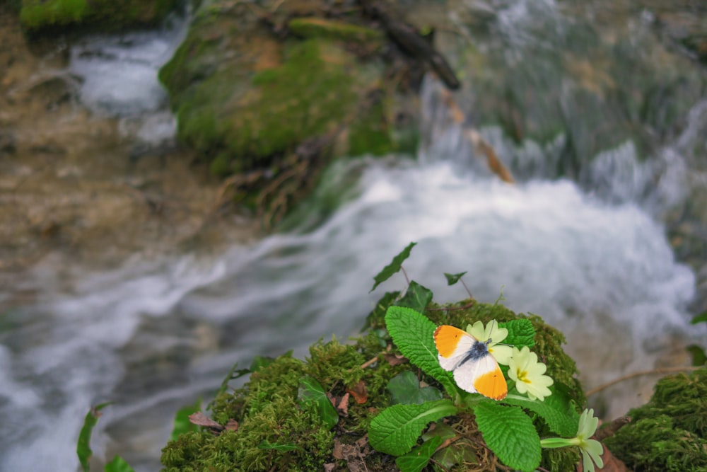 a flower on a rock in front of a river