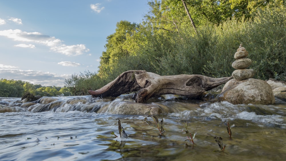 Ein Krokodil in einem Fluss