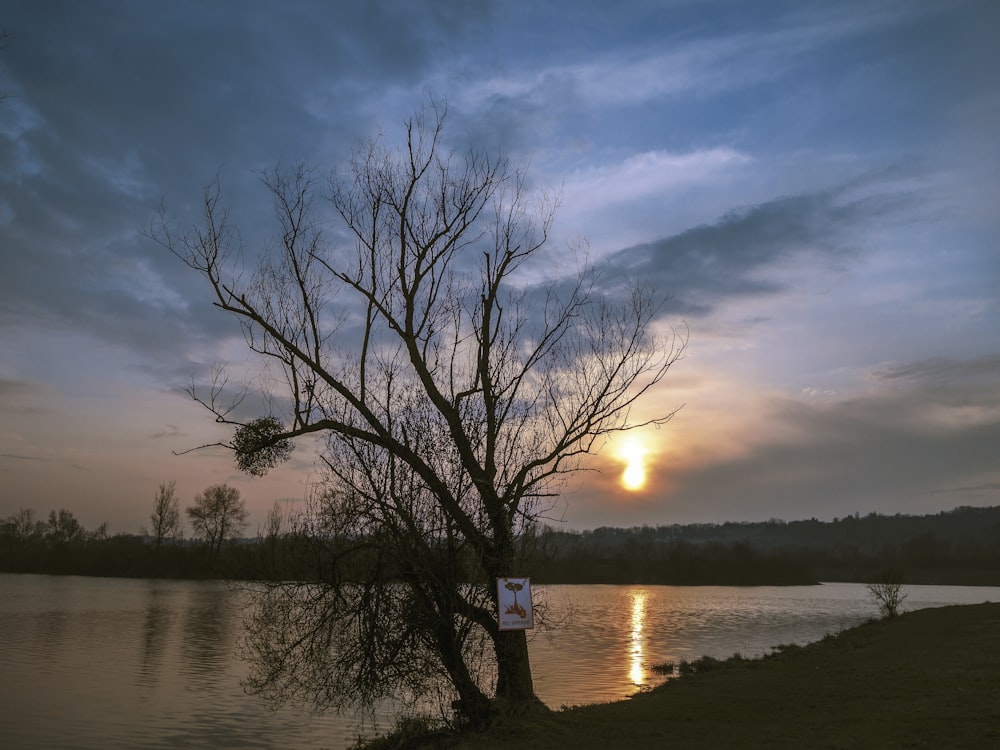 a tree next to a body of water