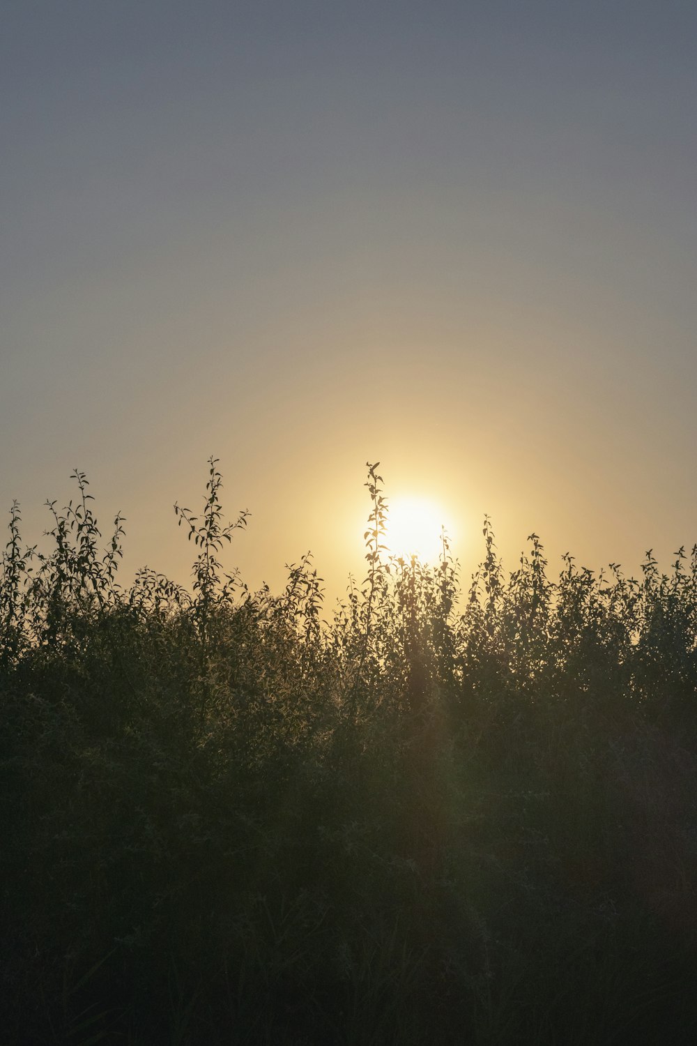 a silhouette of trees and the sun