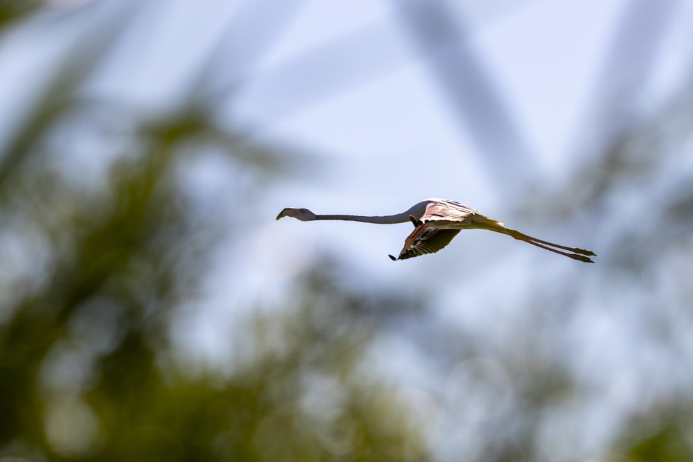 a bird flying in the air