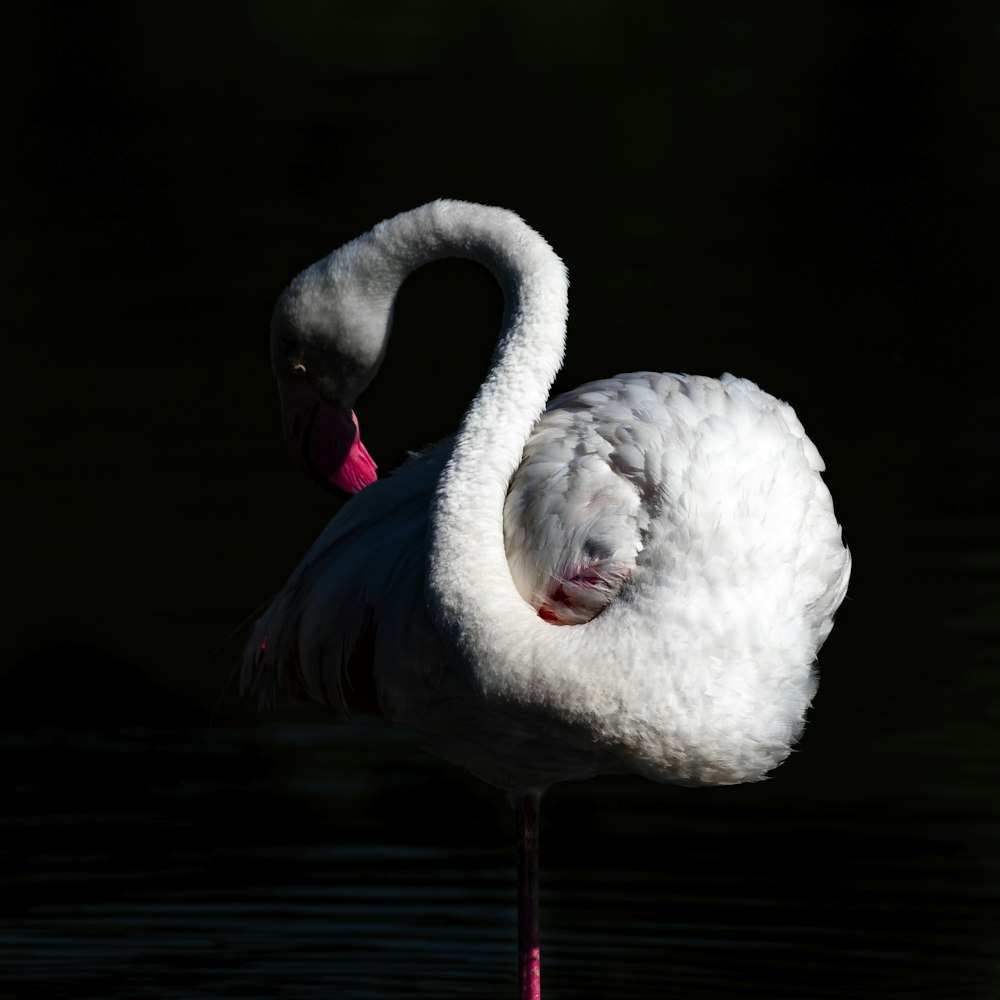 a white bird with a long beak