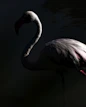 a black and white swan