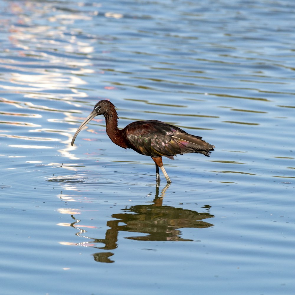 a bird standing in water