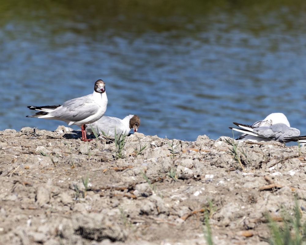 a group of birds on a rocky shore by a body of water