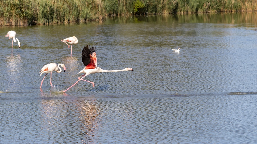 birds are standing in water