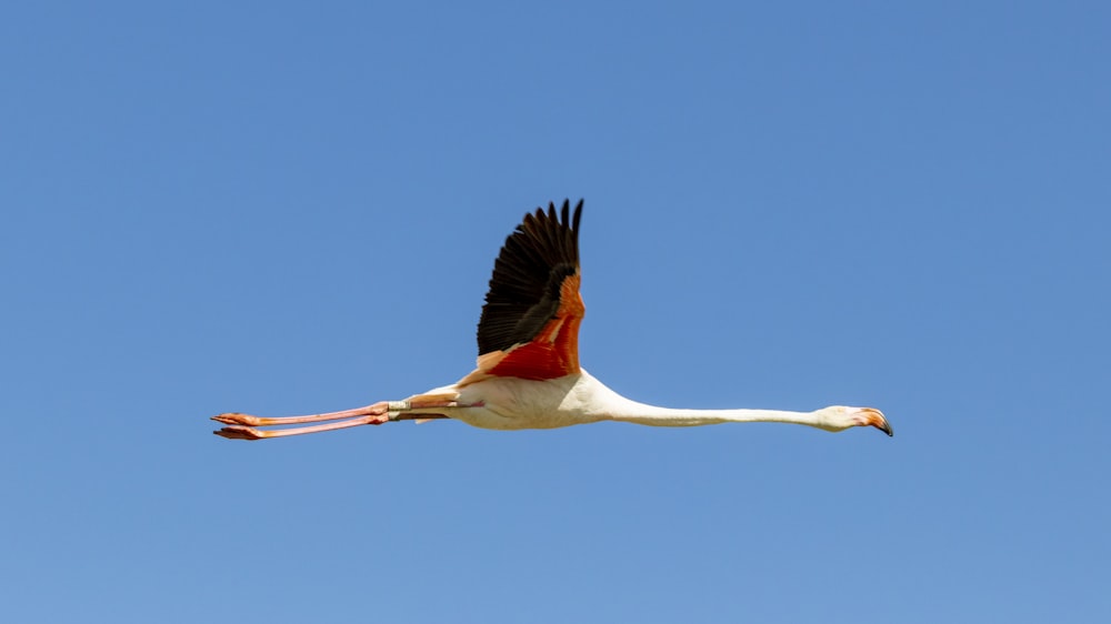 a bird flying in the sky