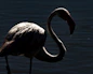 a bird with a long neck