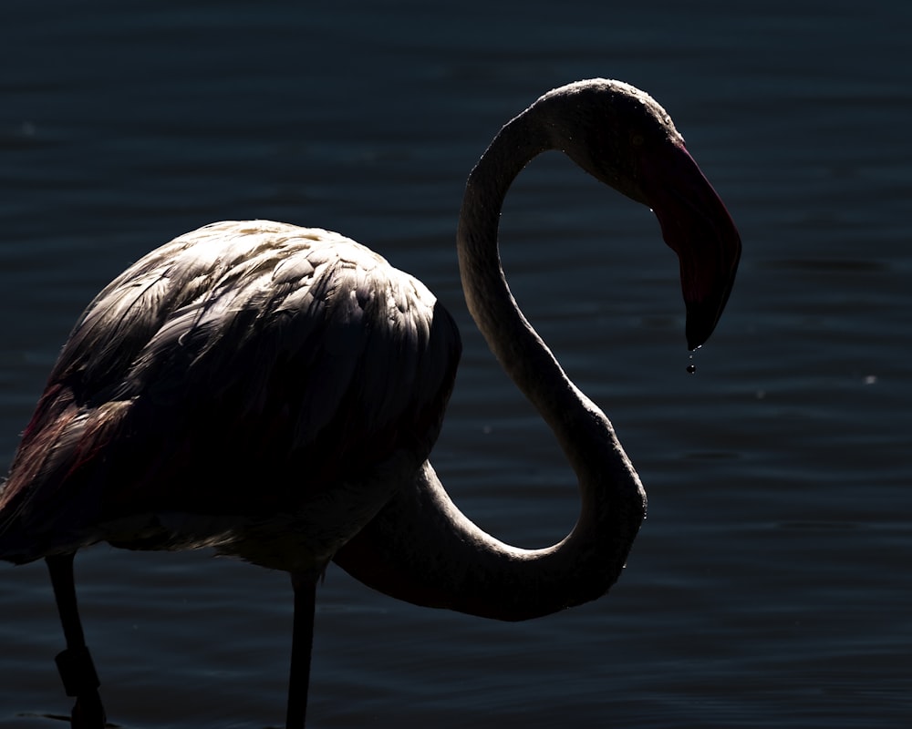 Un uccello con un collo lungo