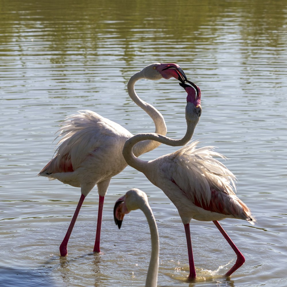 a couple of flamingos in the water