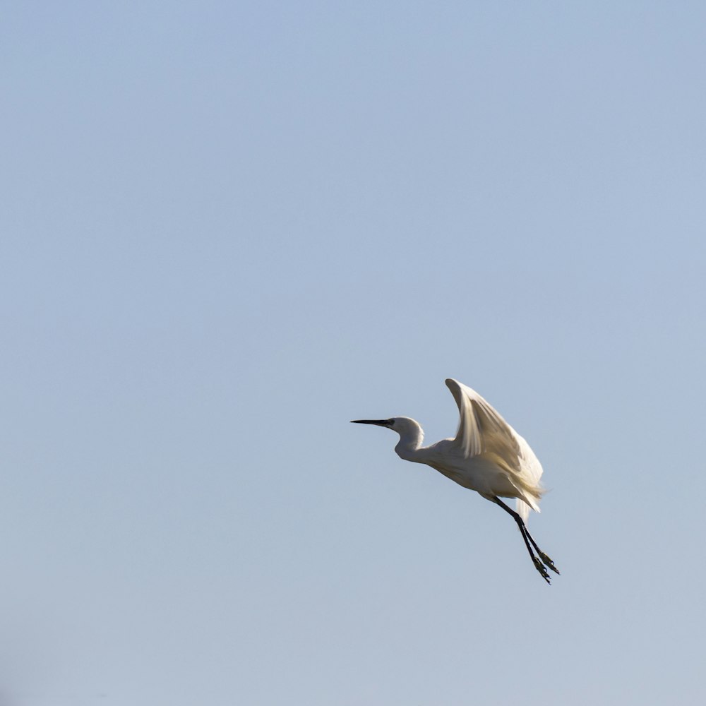 Ein Vogel fliegt am Himmel