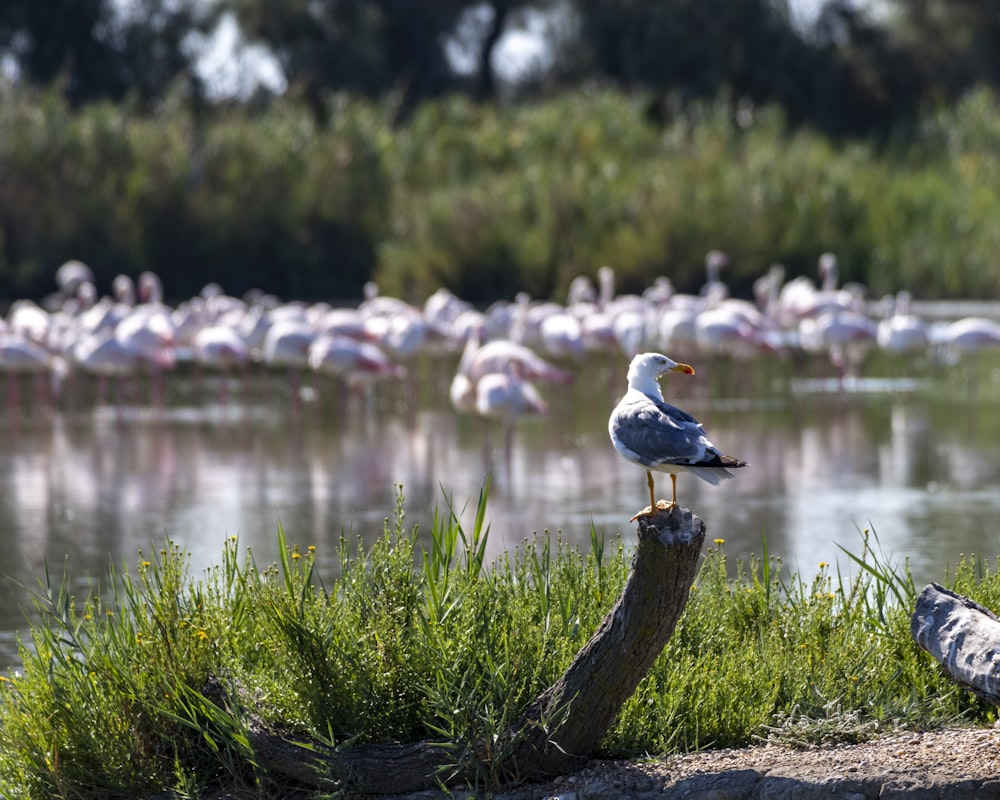 a group of birds on a log