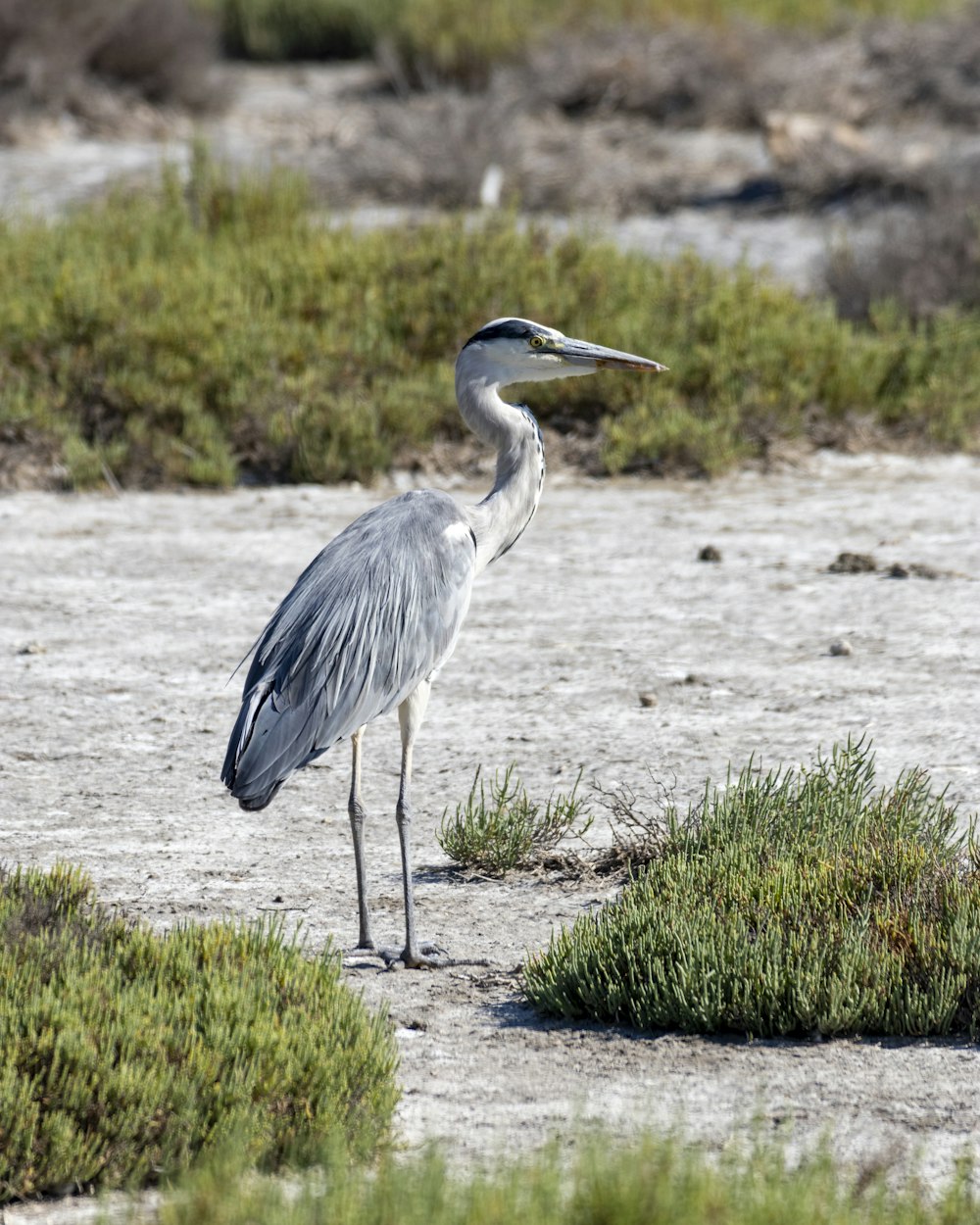 a bird standing on a beach