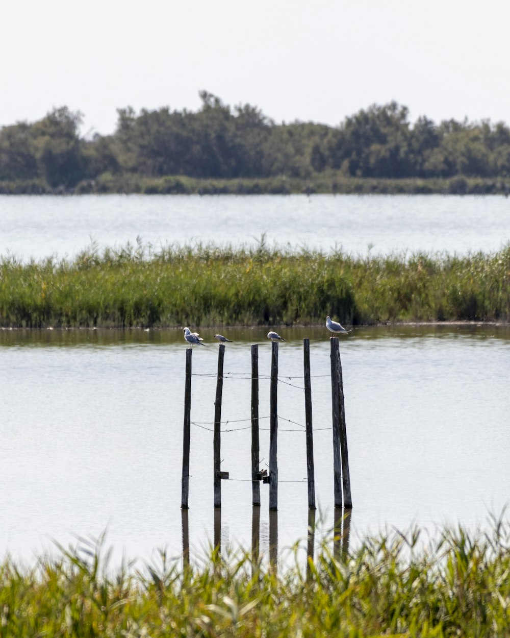 a group of birds on a small island in a lake