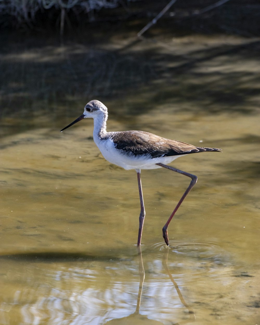 a bird standing in water