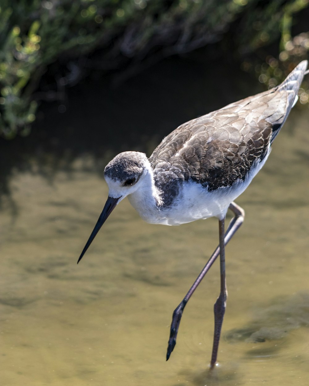 a bird with a long beak