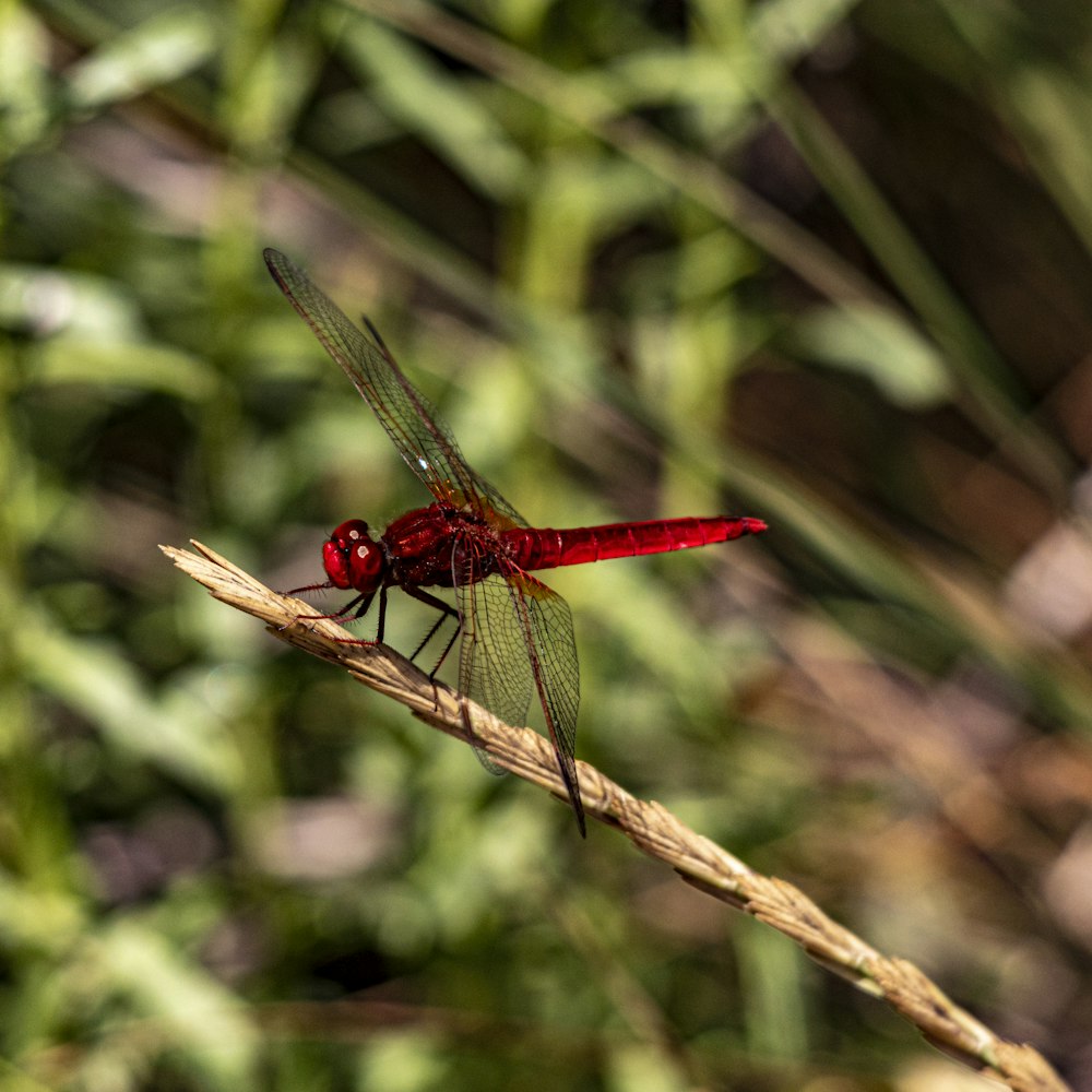 a dragonfly on a branch