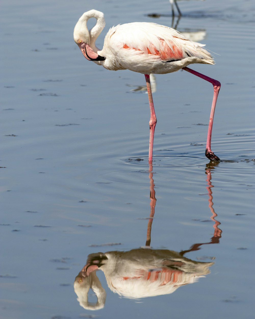 a flamingo and a baby flamingo in water
