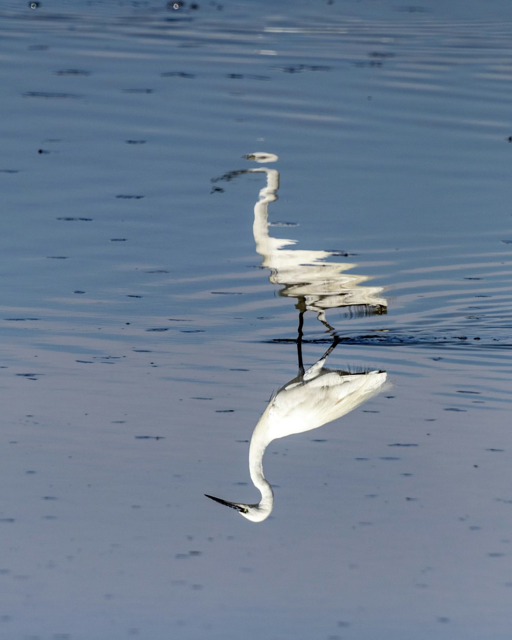Un uccello su un bastone nell'acqua