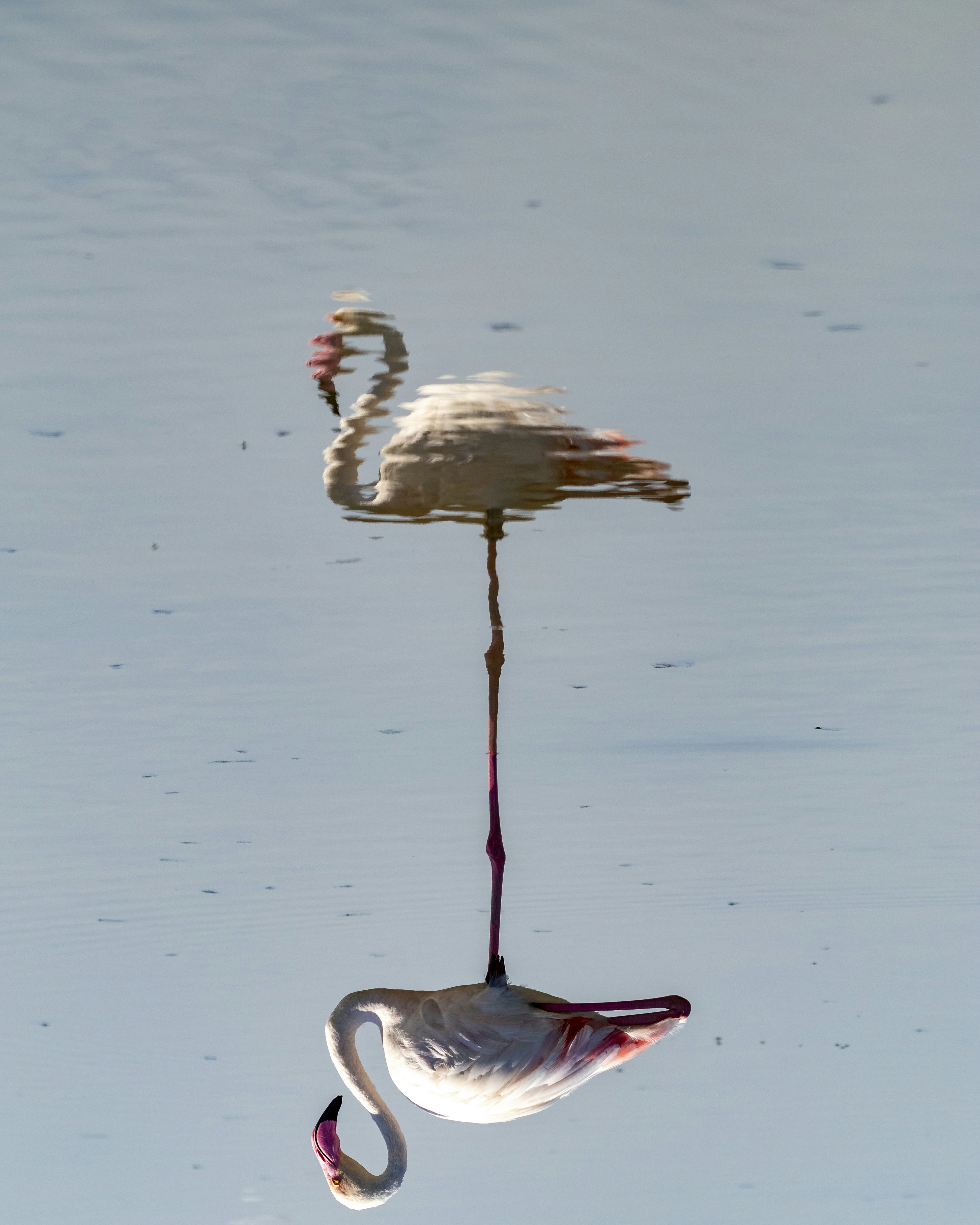 Flamingo photo by Matthieu Rochette via unsplash.com - 10 Inspiring Reflection Photography Ideas