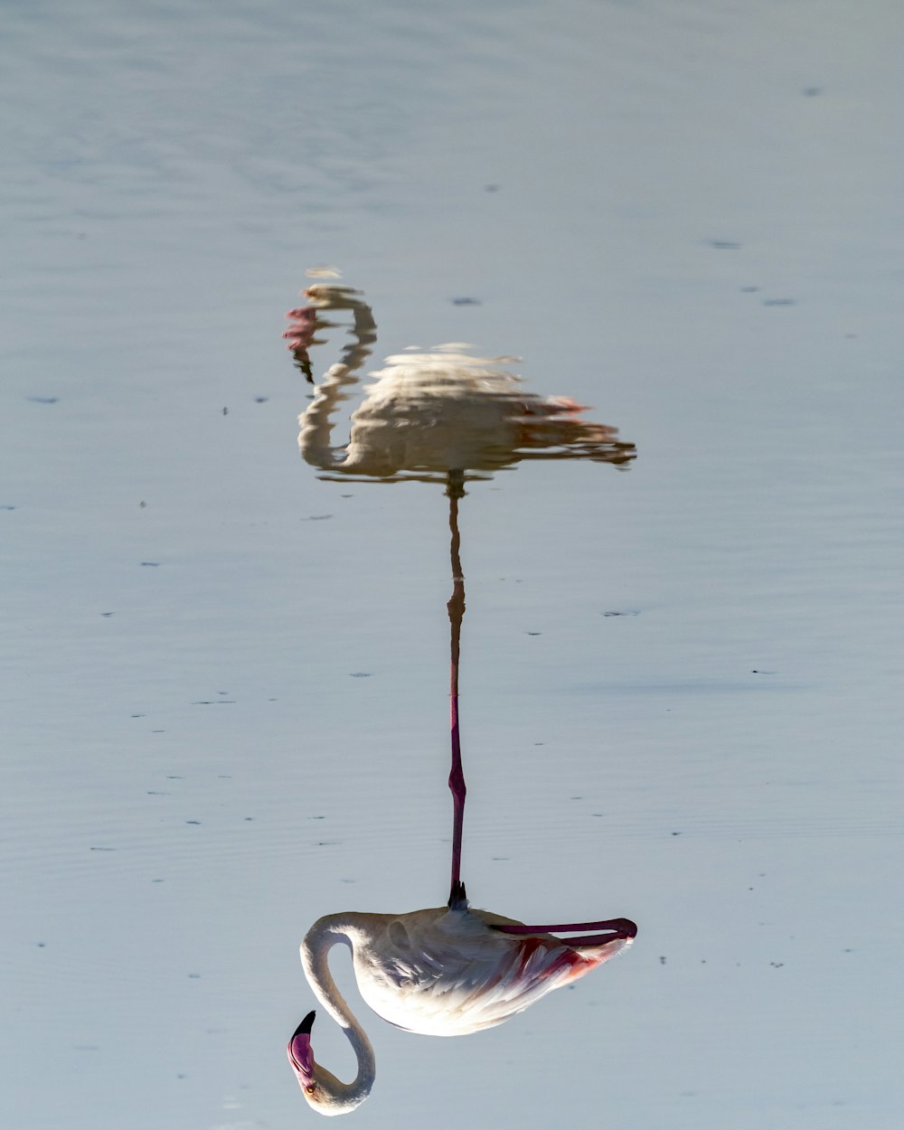 a bird swimming in water