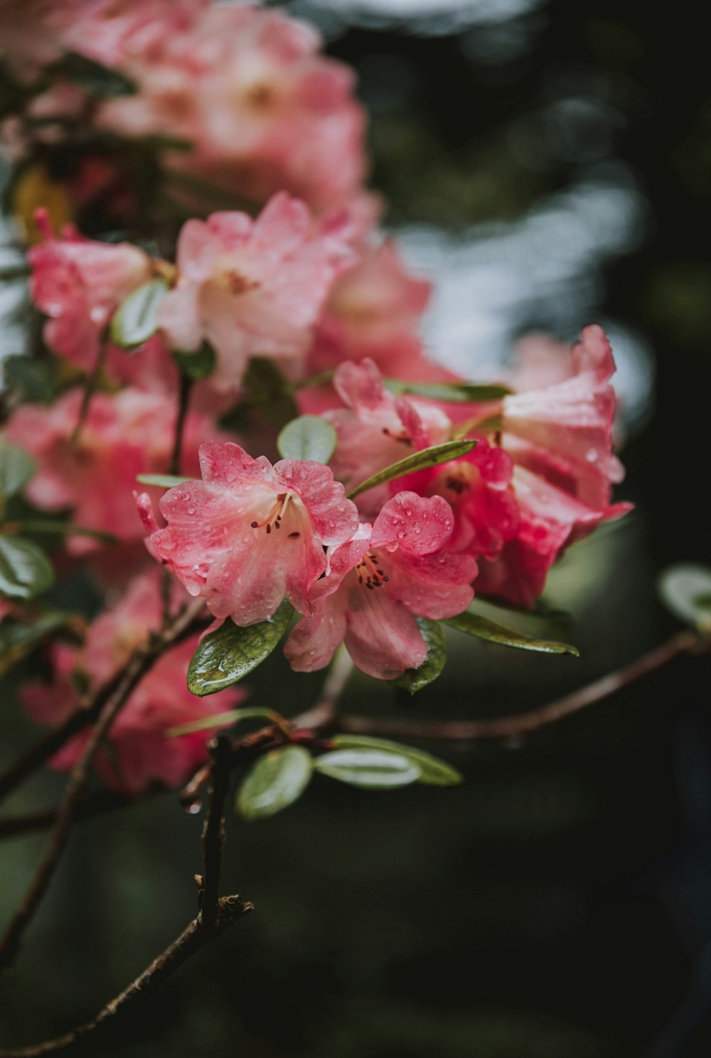 a close up of pink flowers