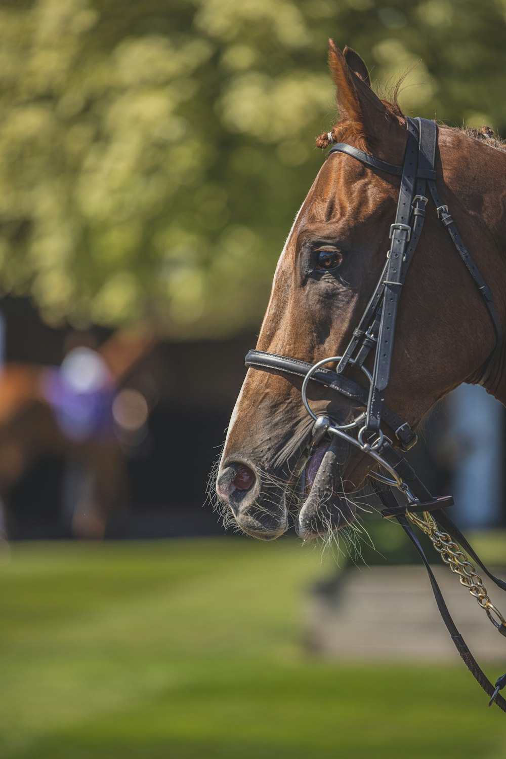 a horse with a saddle