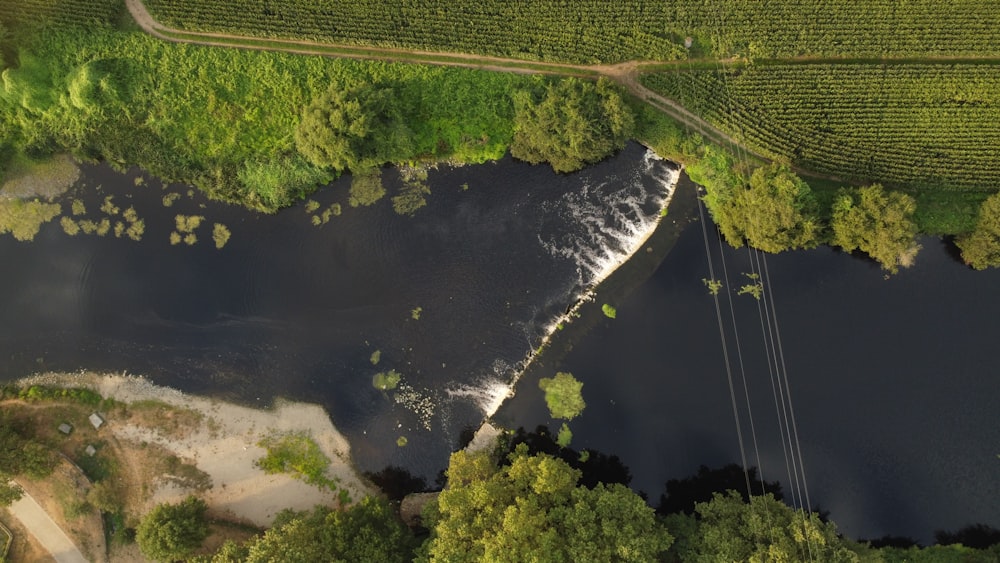 a river with trees and grass