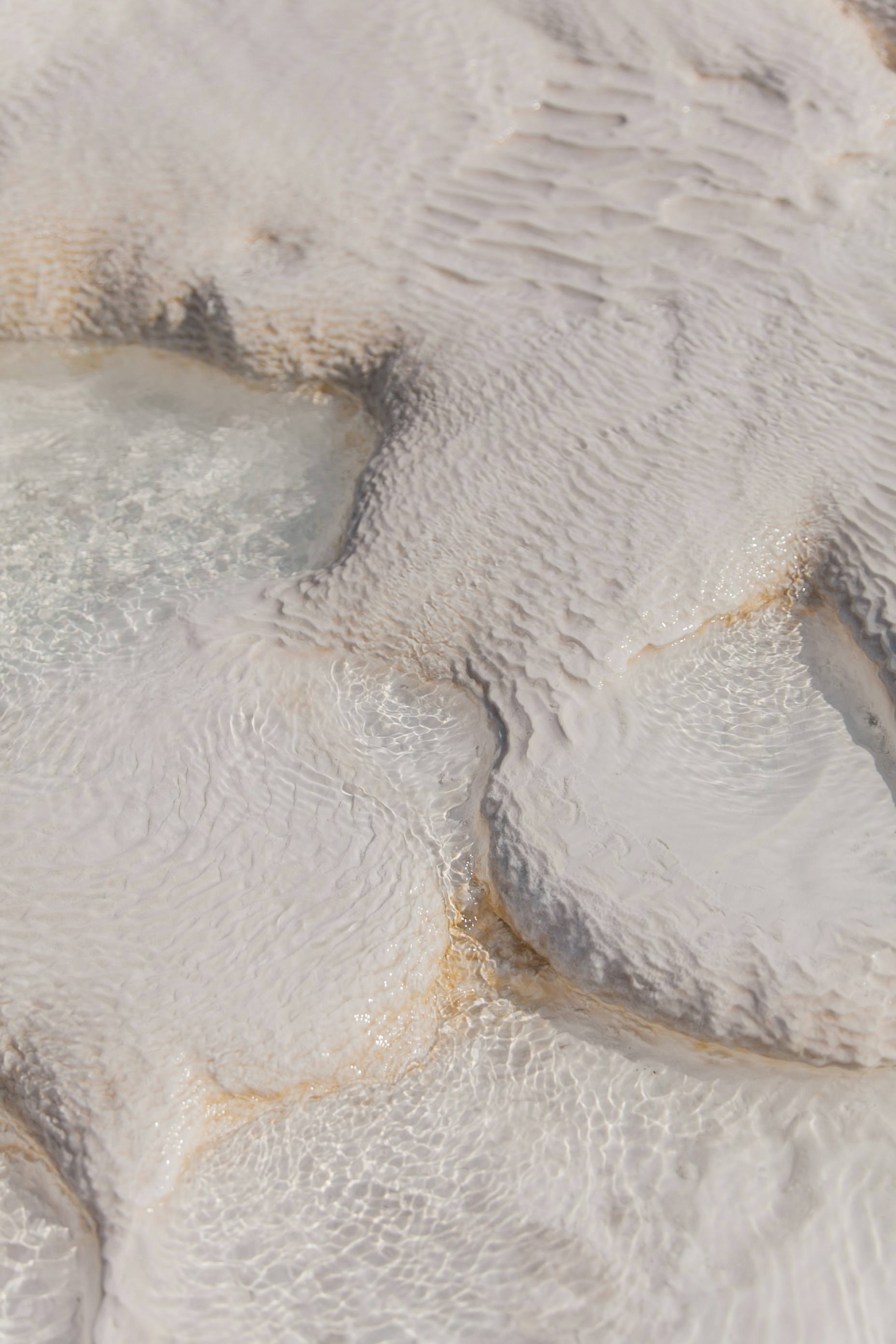 a close-up of a white animal