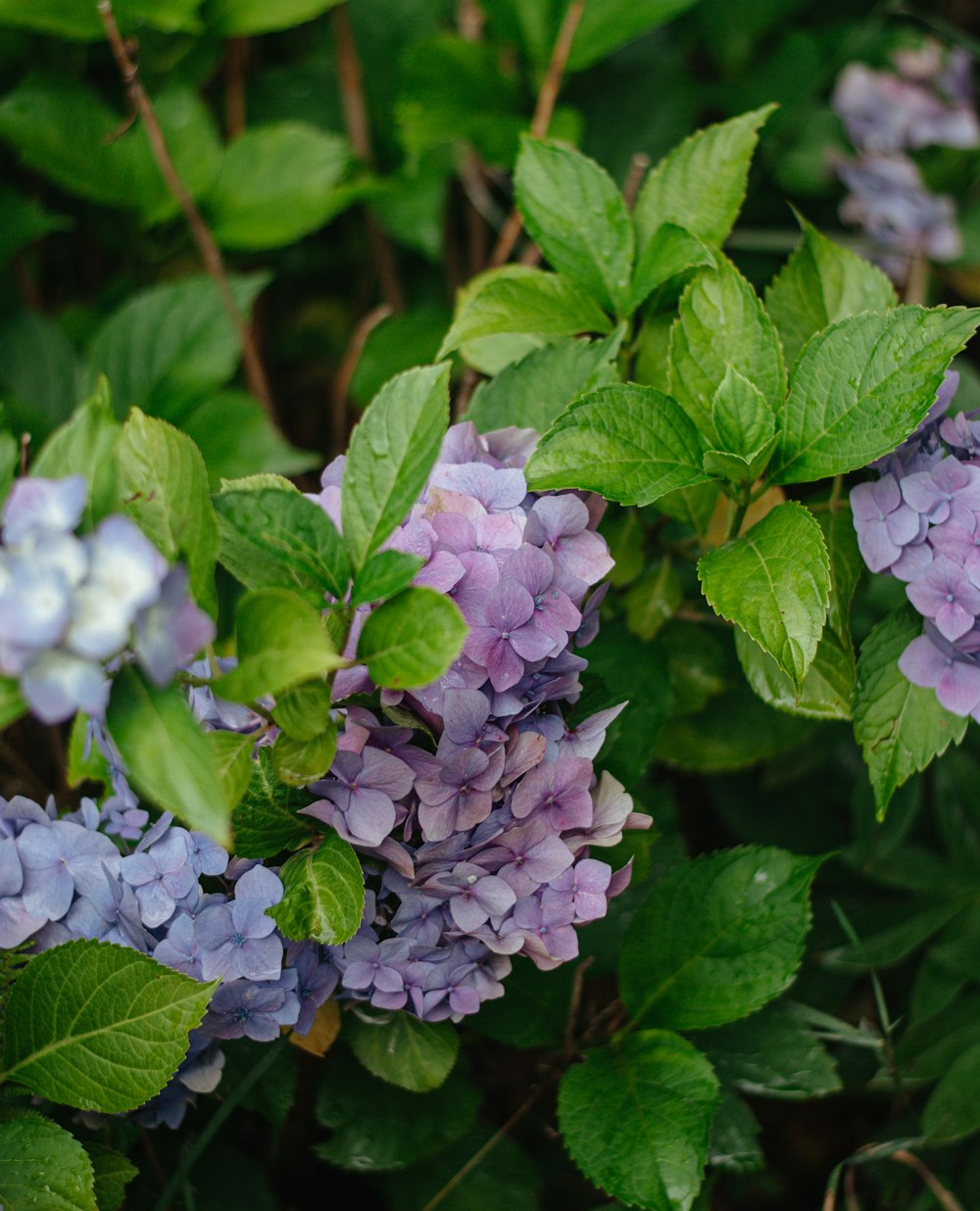 a group of flowers