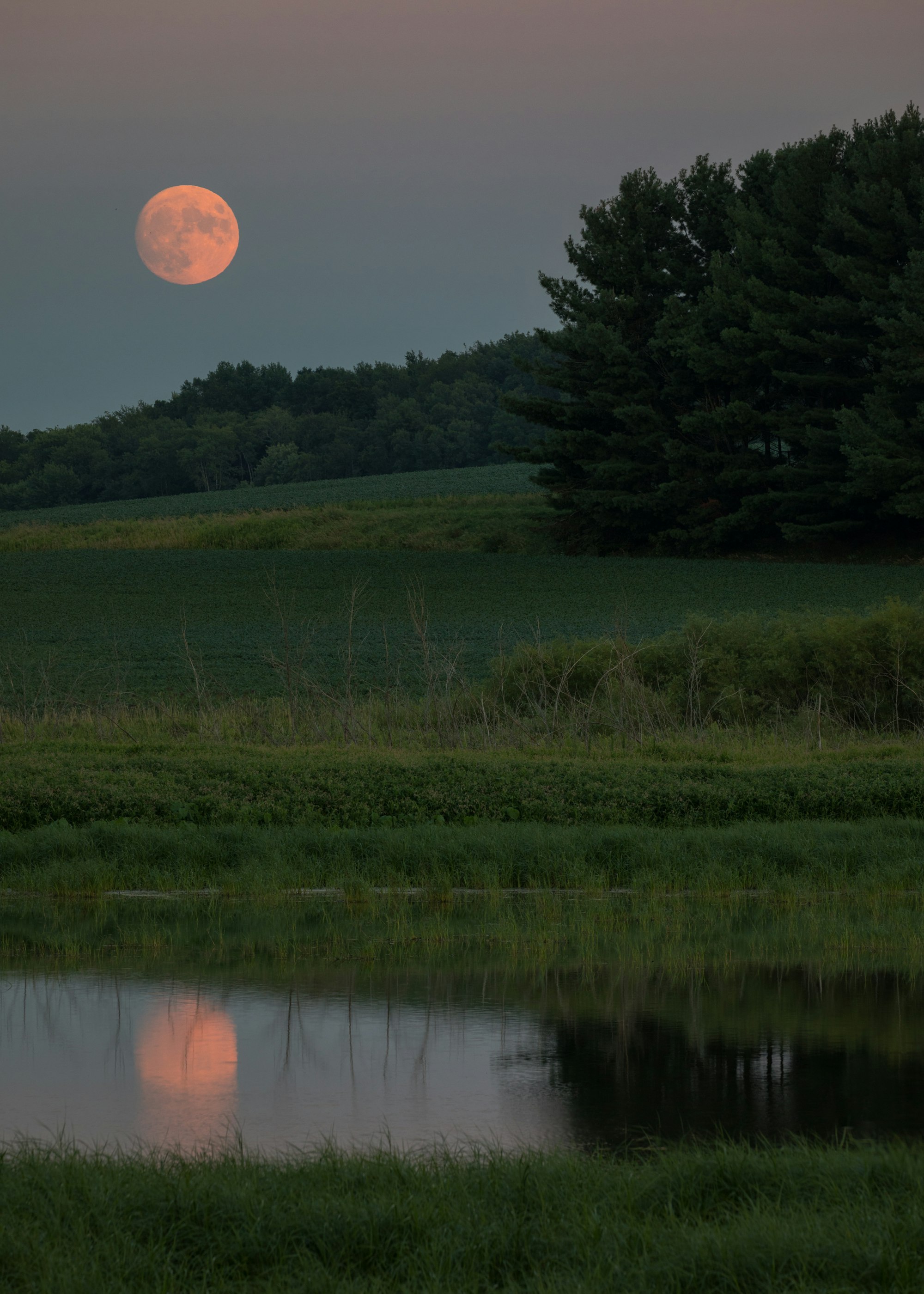 Pink Moon – The Pond