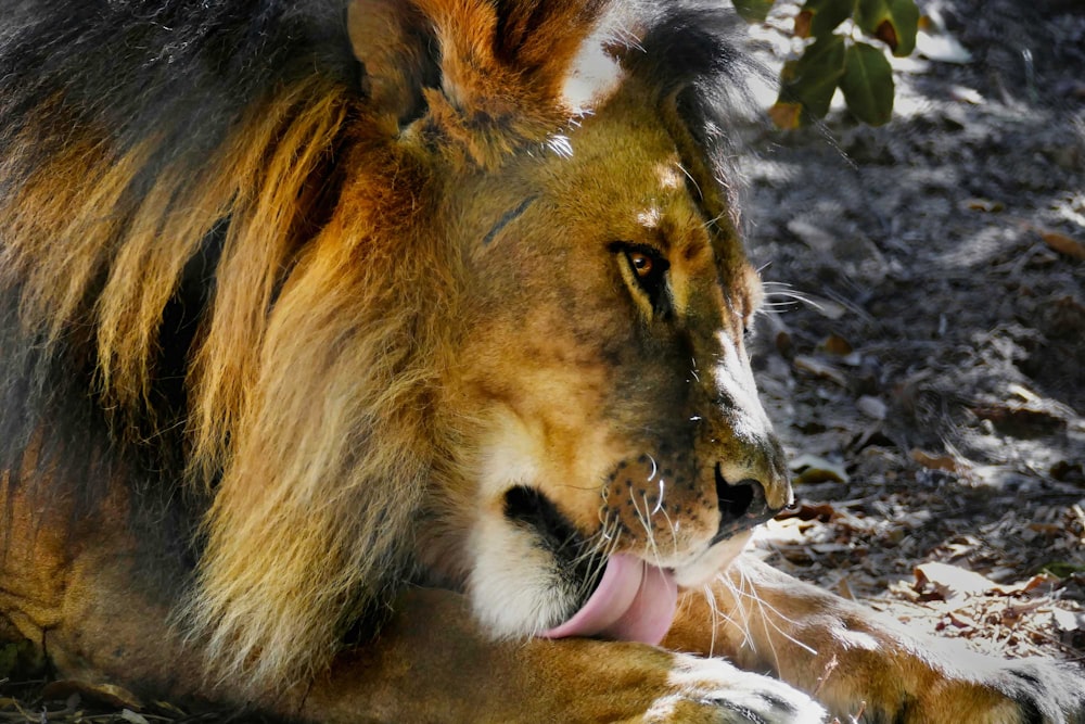 a lion licking its nose