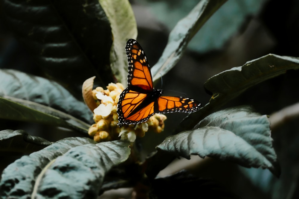 a butterfly on a flower