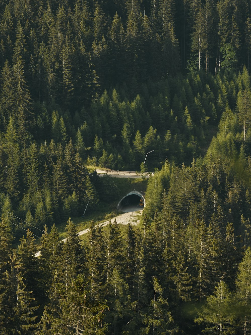 a tunnel in a forest