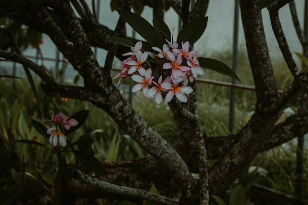 a close-up of some flowers