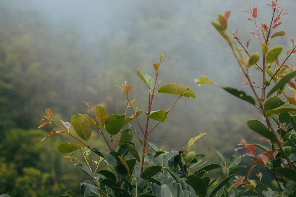 a close up of a plant