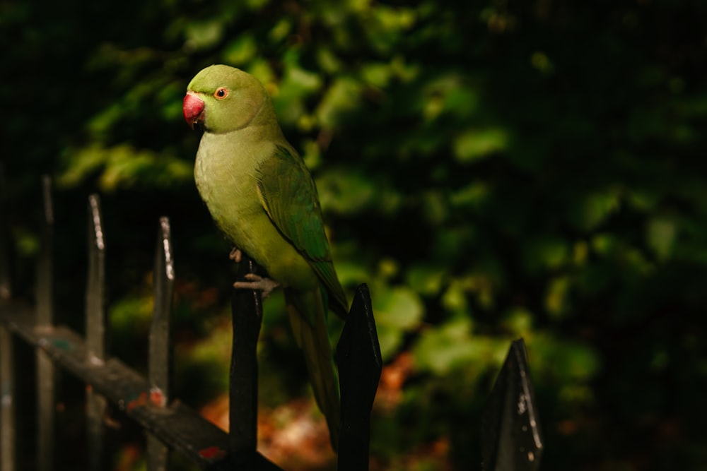 a green bird on a fence