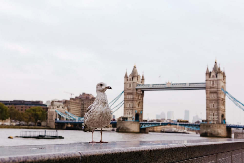 a bird standing on a bridge