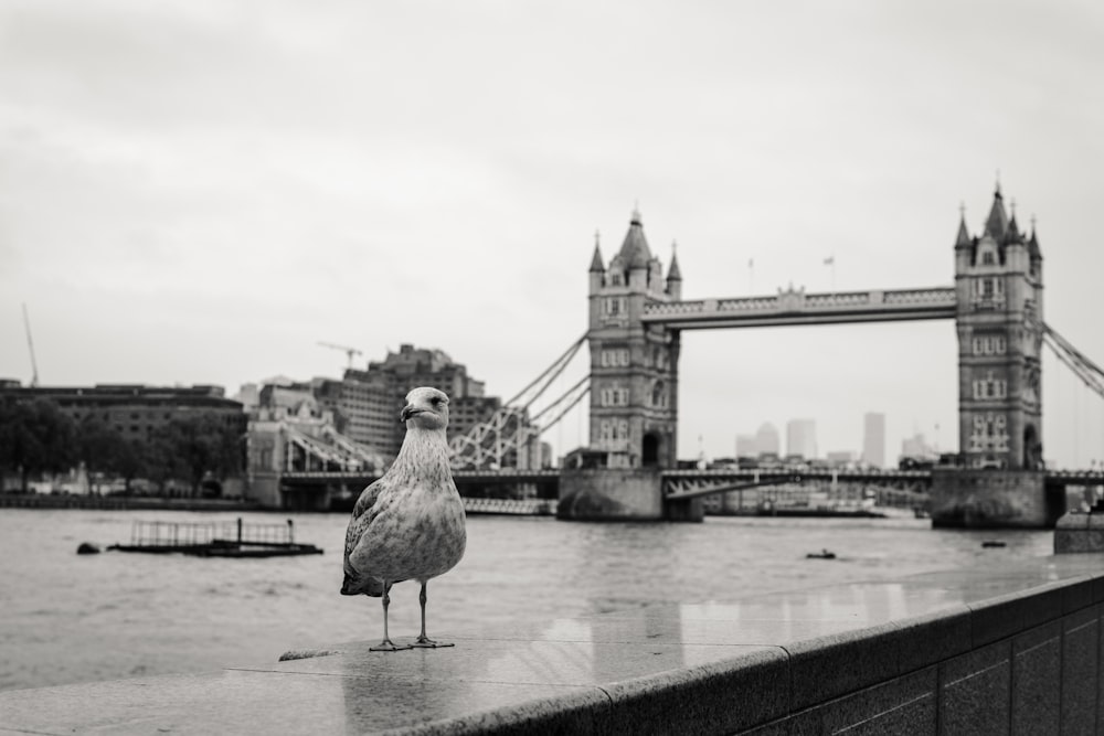 a bird standing on a bridge