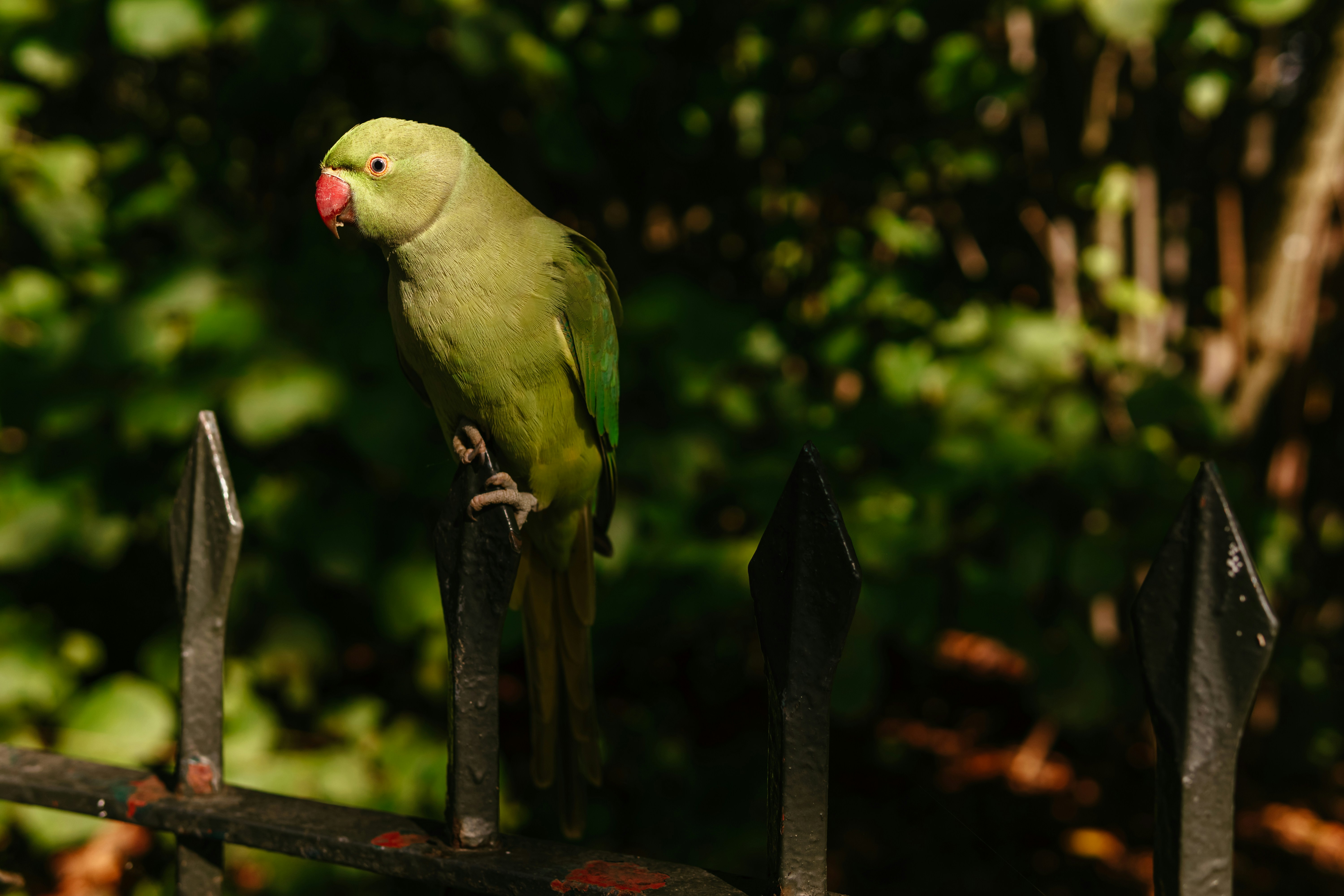 Photo by igorharrier