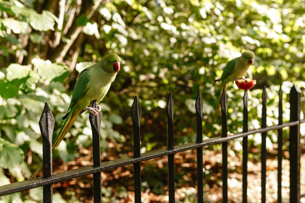 a couple of birds sit on a fence