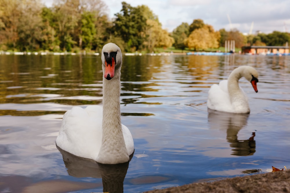 Un par de cisnes en un lago