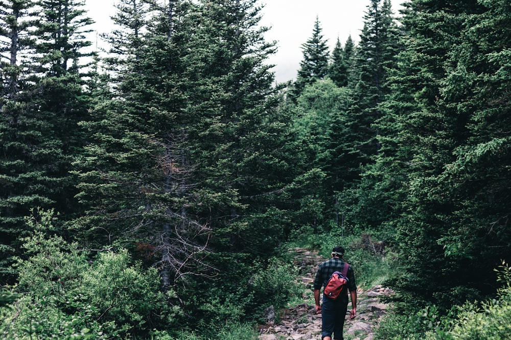 a person walking on a trail in the woods